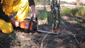 How Our Tree Care Process Works  in  Hurricane, UT